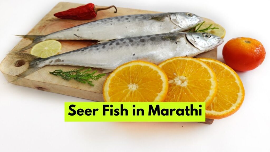 Seer Fish in Marathi सीर फिश ला मराठीत काय म्हणतात? Mayboli.in