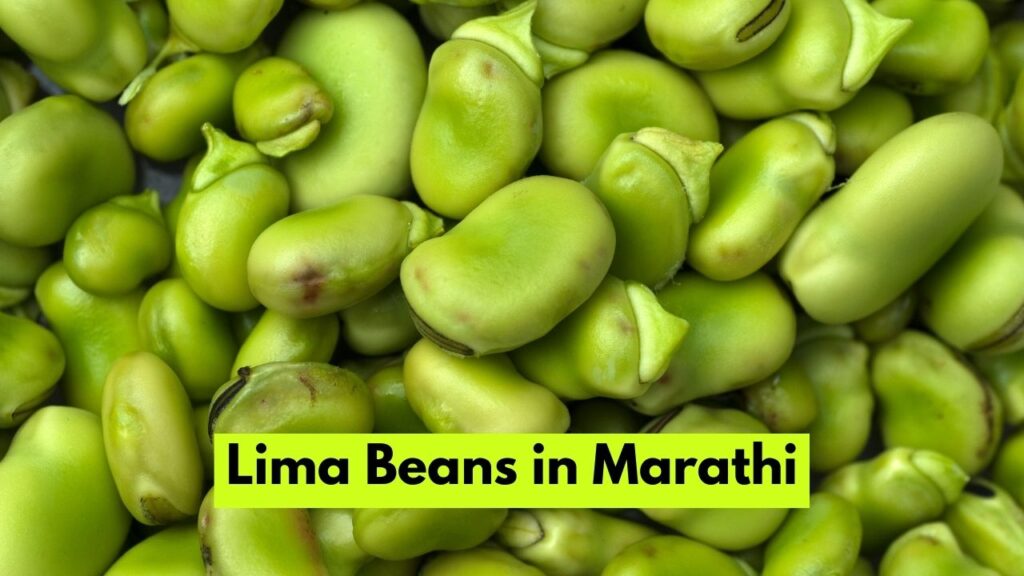 Lima Beans in Marathi