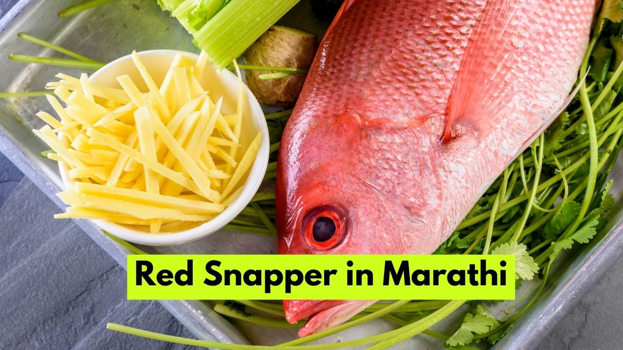 Red Snapper in Marathi