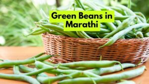 Green Beans in Marathi
