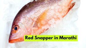 Red Snapper in Marathi
