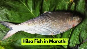 Hilsa Fish in Marathi