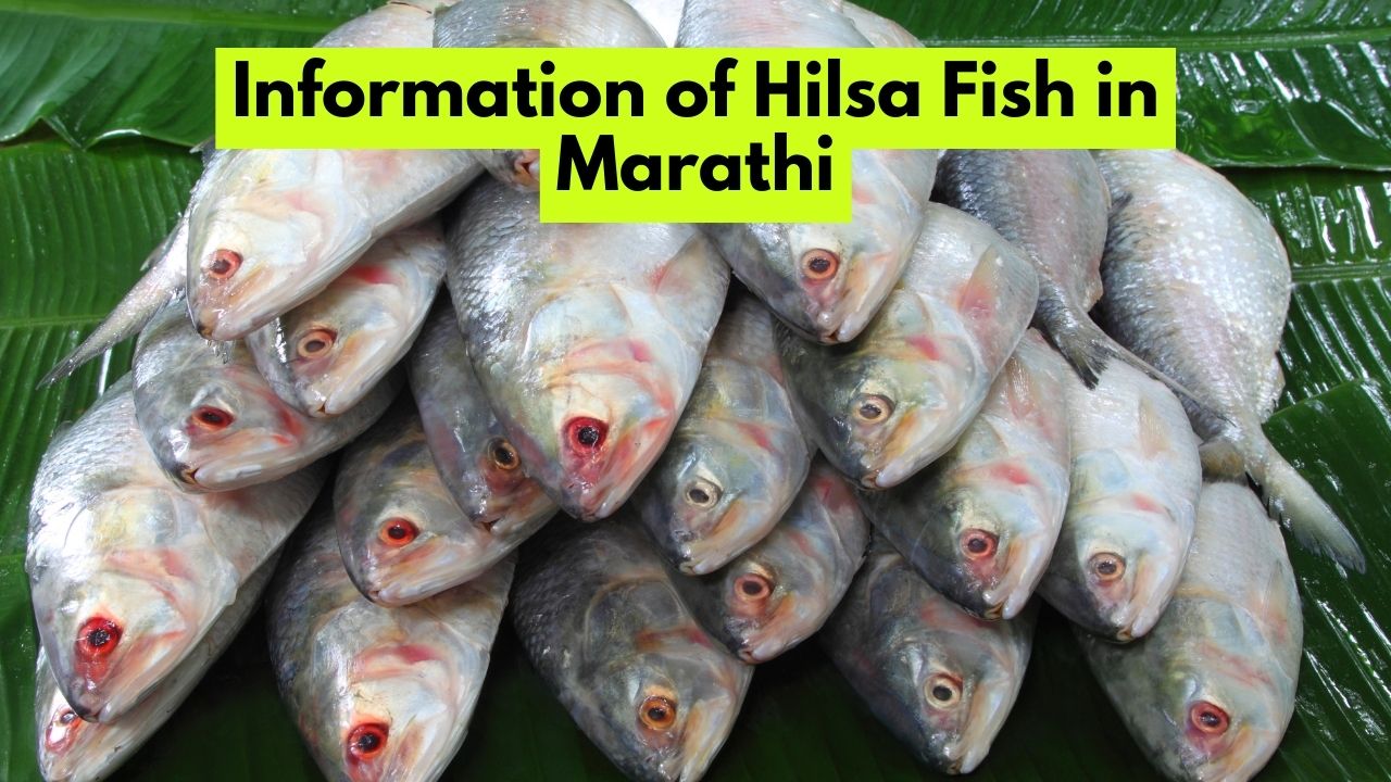 Information of Hilsa Fish in Marathi