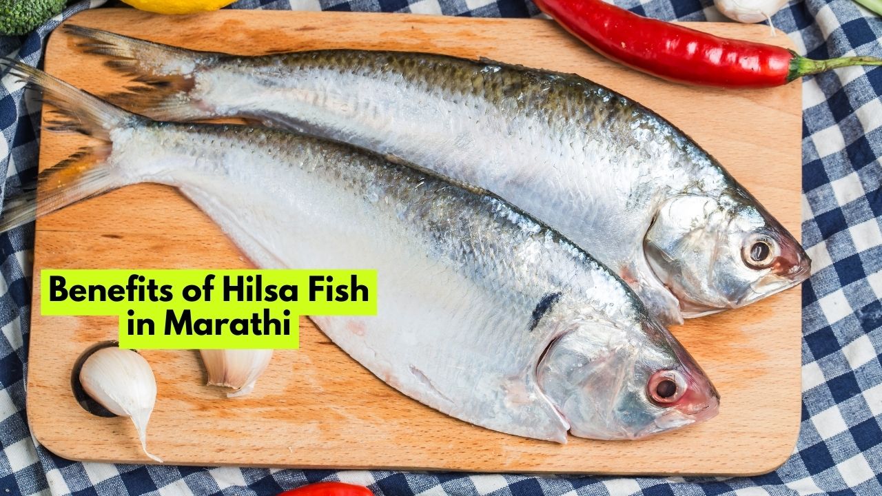 Benefits of Hilsa Fish in Marathi