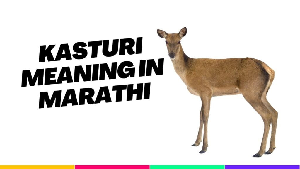 Kasturi Meaning in Marathi