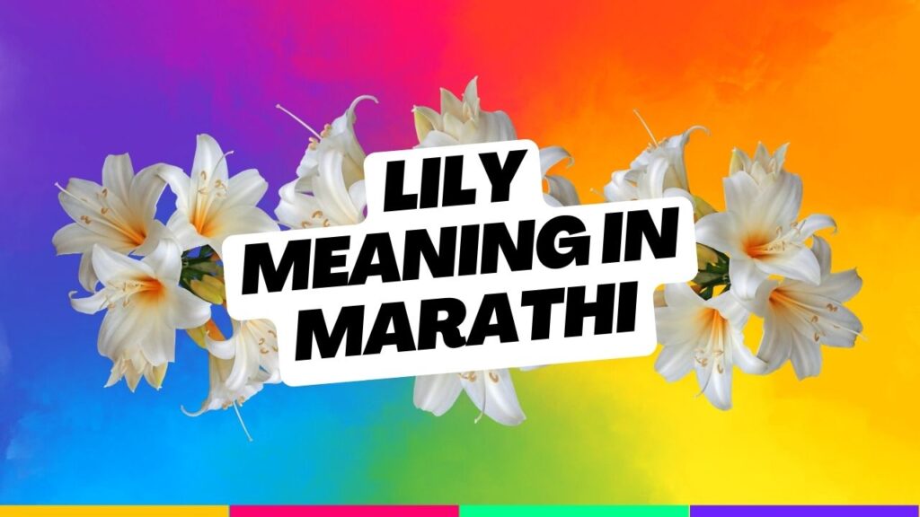 Lily Meaning in Marathi