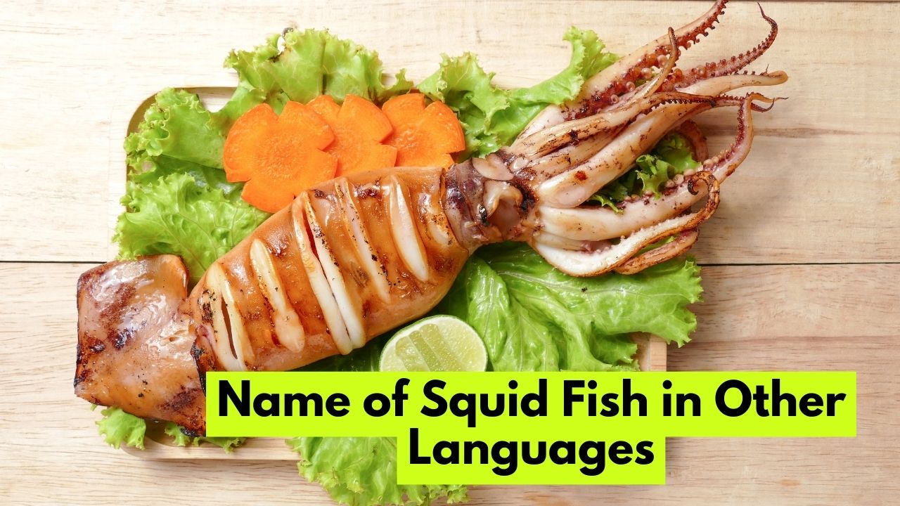 Name of Squid Fish in Other Languages
