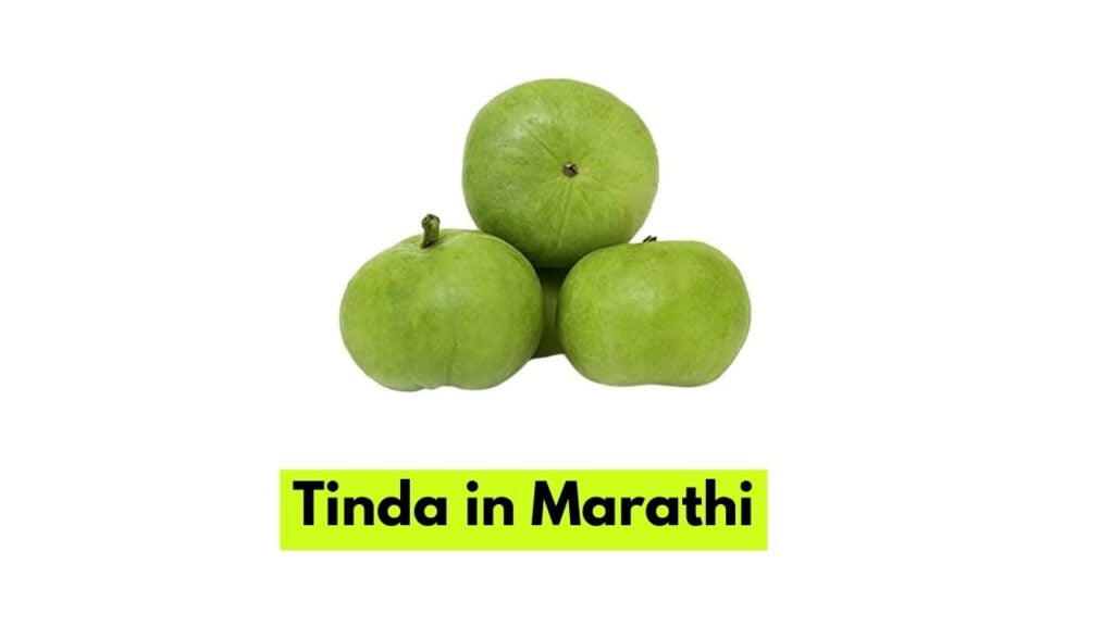 Tinda in Marathi