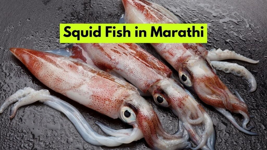 Squid Fish in Marathi स्क्विड फिशला मराठीत काय म्हणतात? Mayboli.in