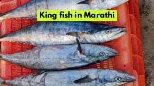 King fish in Marathi