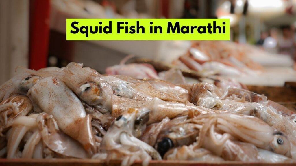 Squid Fish in Marathi