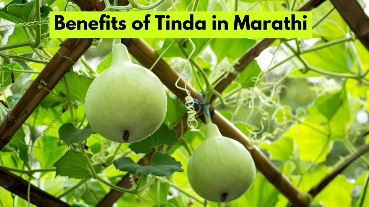 Benefits of Tinda in Marathi
