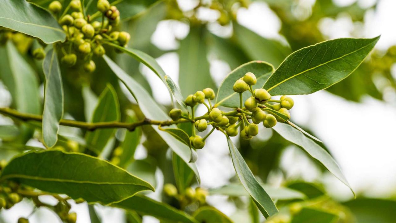 bay-leaf-in-marathi-mayboli-in