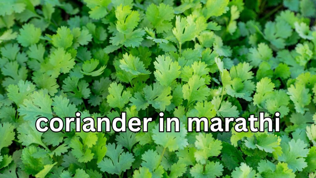 coriander in marathi
