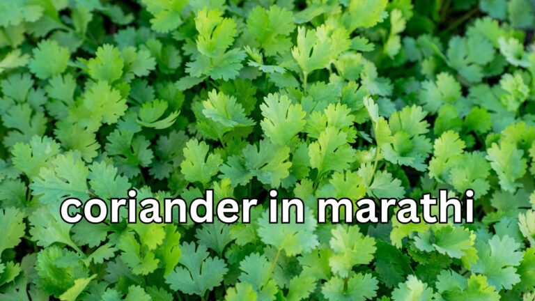 coriander in marathi