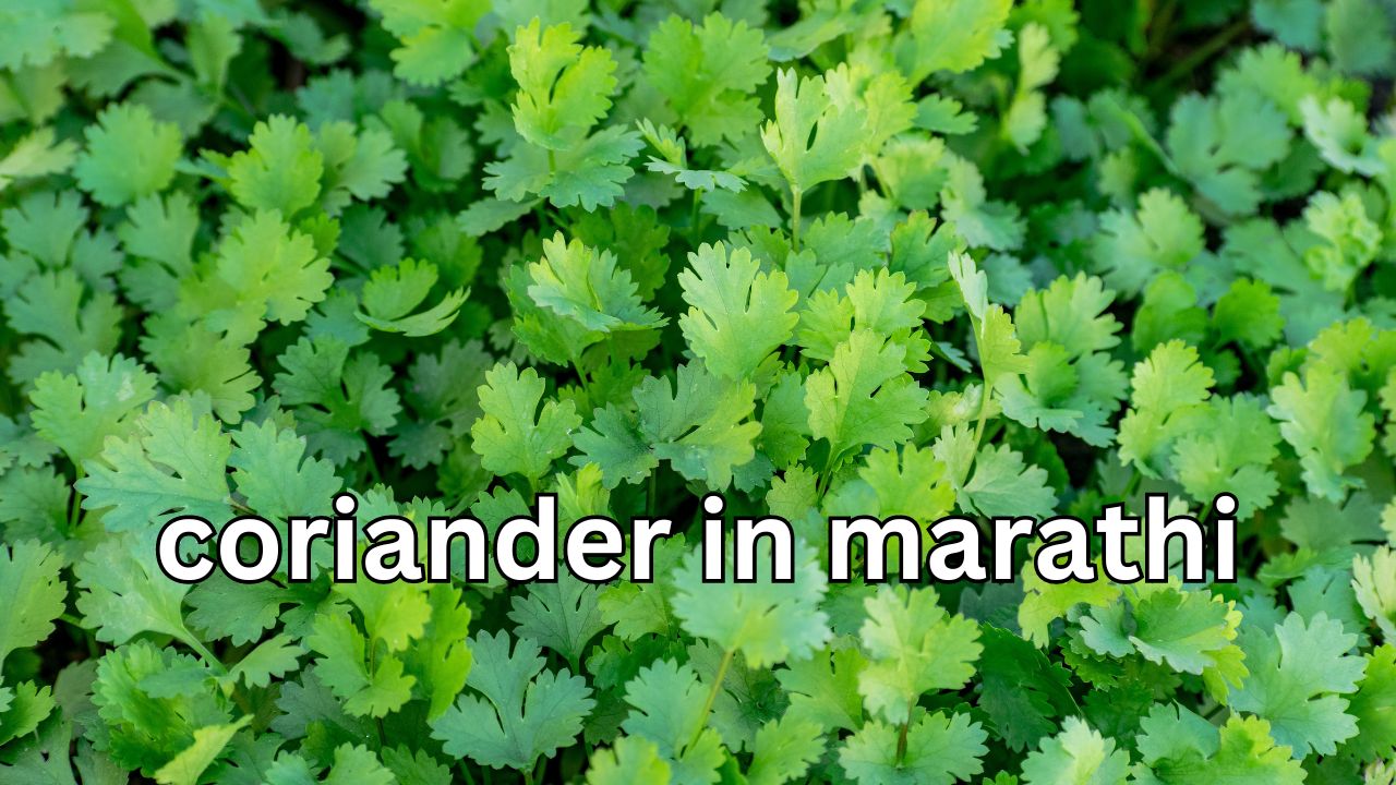Coriander in Marathi कोरिएंडर म्हणजे काय? Mayboli.in