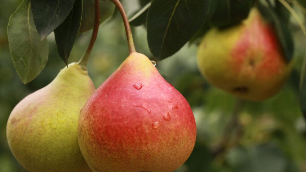 Pear Fruit In Marathi