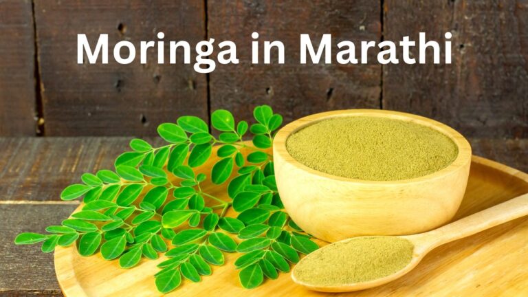 Moringa in Marathi