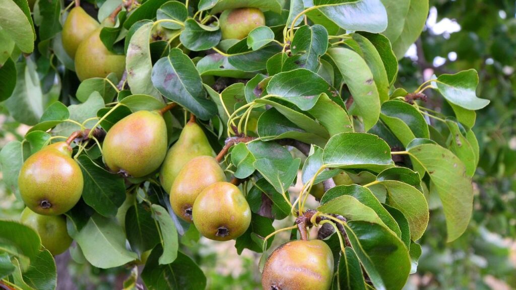 Benefits of Pear Fruit In Marathi