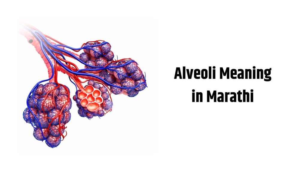 Alveoli Meaning in Marathi