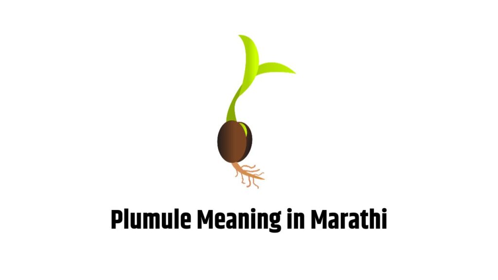 Plumule Meaning in Marathi