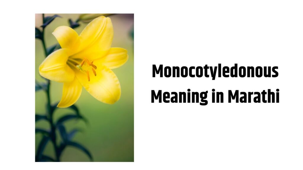 Monocotyledonous Meaning in Marathi