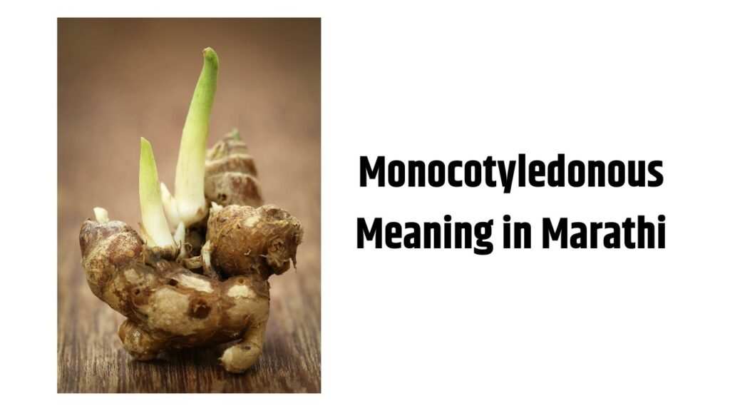 Monocotyledonous Meaning in Marathi