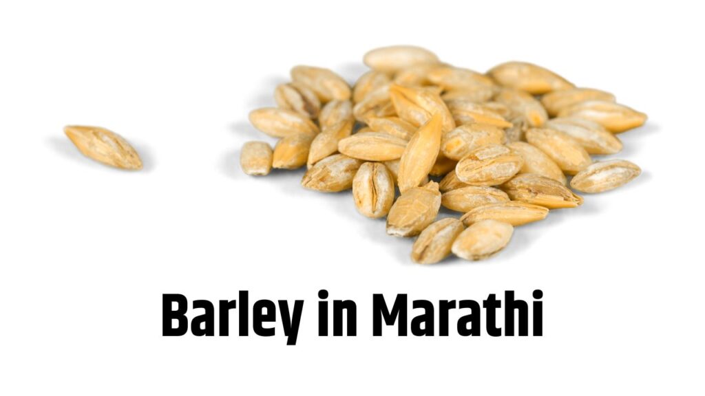 Barley in Marathi