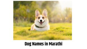 Dog Names in Marathi